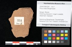 Foto (Objekt + Etikett) von Pinus ciliata Ettingshausen (NHMW-GEO-2024-0188-0334)